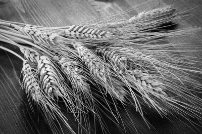 Spighe di grano