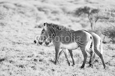 Zebras and birds
