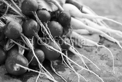 fresh radish