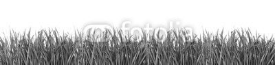 Green grass isolated on white background.