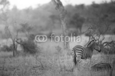 Zebra in the kruger national park