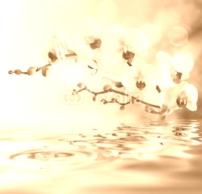 white orchids on water with drop