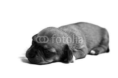 sad puppy