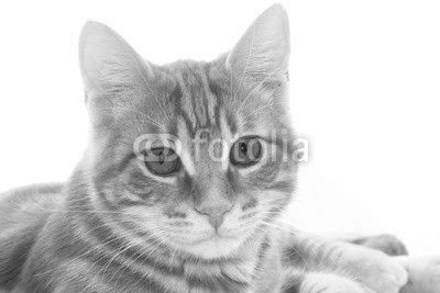 Chaton roux