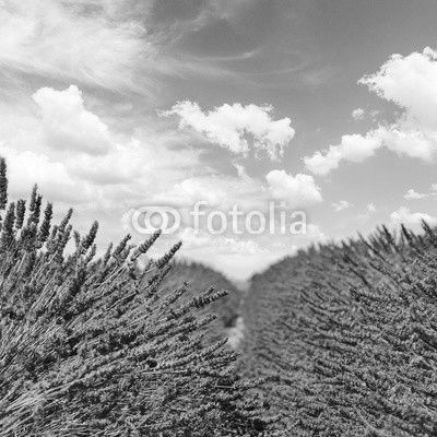 fresh Lavender field with summer blue sky close up with copy space on sky background, France