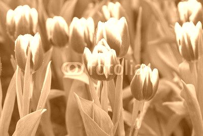 Tulips Bouquet