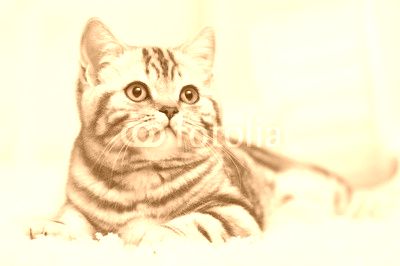 Cat on the carpet