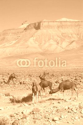 Dromedary at the R108, Morocco