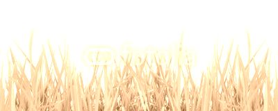 Grass in high definition isolated on a white background
