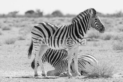 Zebras in desert, Namibia Africa