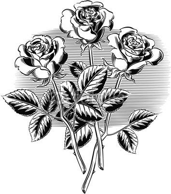 Three roses with their stems and leaves.