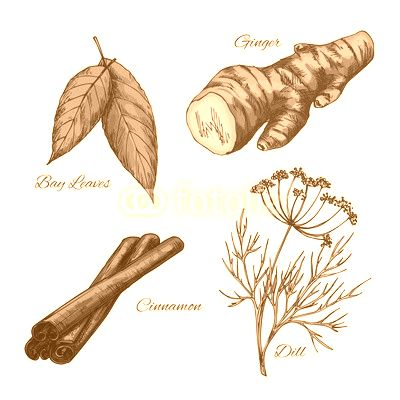Vector sketch icons of spice and herb seasonings