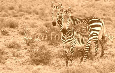 Mountain Zebra