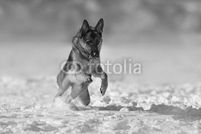 German shepherd dog play in snow