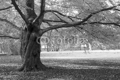 Herbstbaum