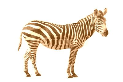 Zebra