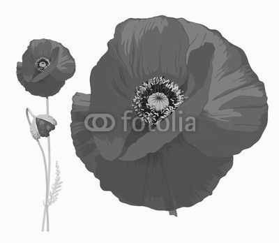 Red poppy (Papaver rheas) -
Hand drawn vector illustration of a red poppy in full bloom and a bud on transparent background.
