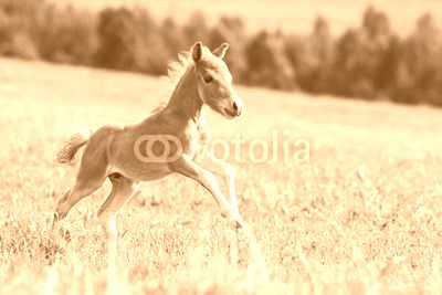 mini horse Falabella