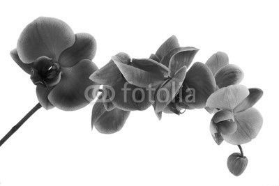 orquídea
