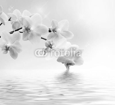 Beautiful white orchid