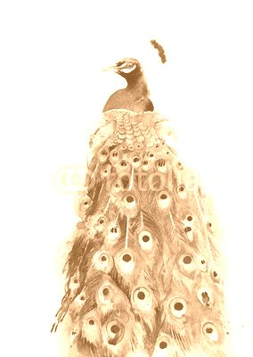 Peacock watercolor painting illustration isolated on white background