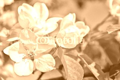 Bright colorful spring flowers