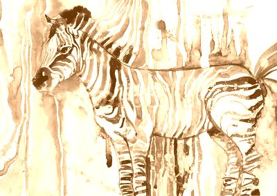 zebra