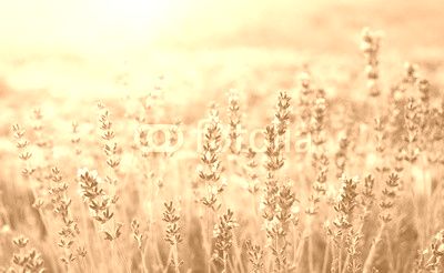 Beautiful image of lavender field over summer sunset landscape.
