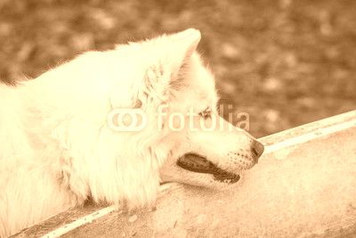 Samoyed family dog with fluffy white fur