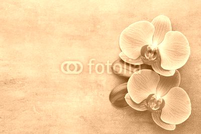 Pink orchid on the grey background.