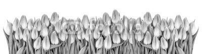 Fresh spring tulip flowers banner Floral border Bouquet