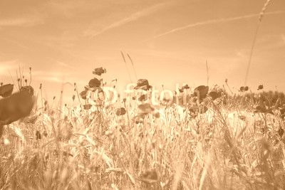 Corn poppies
