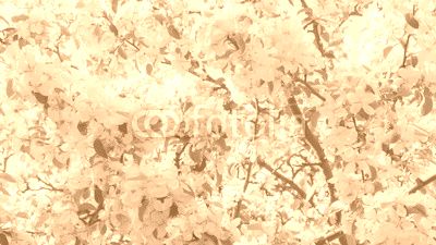 blossom apple tree with white flowers in sunny day slightly toned, prores footage