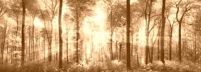 Wald Panorama mit Sonnenstrahlen