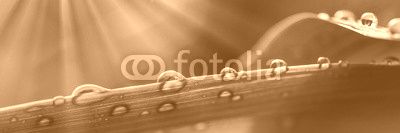Water Droplets on a Leaf
