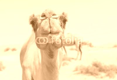 wild camel in the hot dry middle eastern desert uae