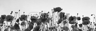 Klatschmohn in der Abendstimmung
