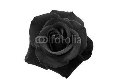 red rose isolated