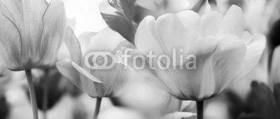 tinted tulips concept