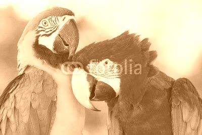 parrots