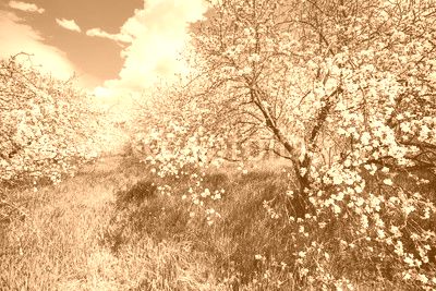 Apple orchard, Vintage blossom apple trees. Spring natural background