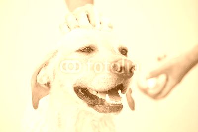 Dog in bathroom