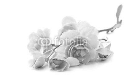 Pink rose flowers isolated on white background
