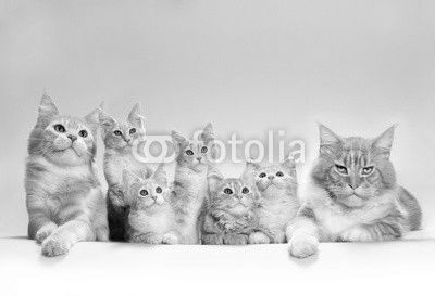 kitten