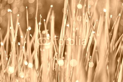 Dew on green grass