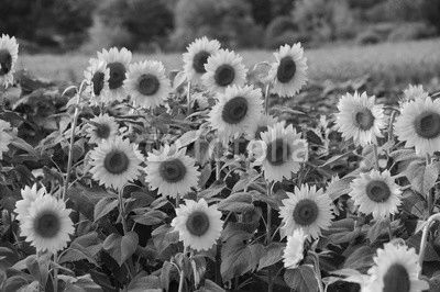 sunflower blooming in the field in summer