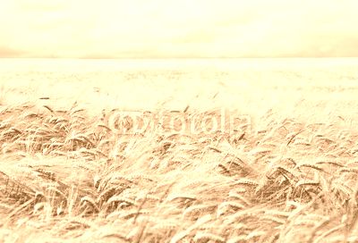 Kornfeld