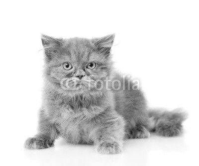 Scottish highlander cat looking at camera. isolated on white background