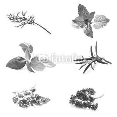 Set of Fresh Herbs