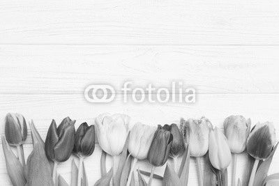 colorful tulips on white wooden background.